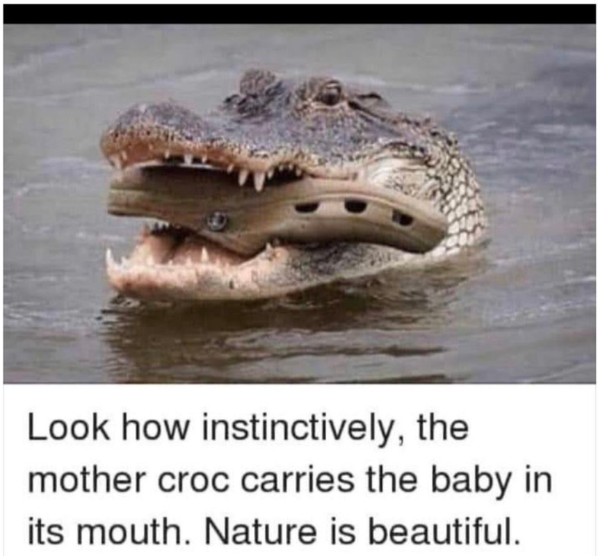 croc.png
