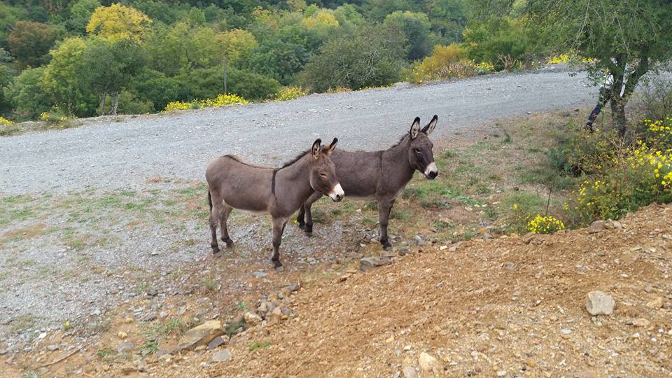 12107112_615319855274555_460774252155142758_n