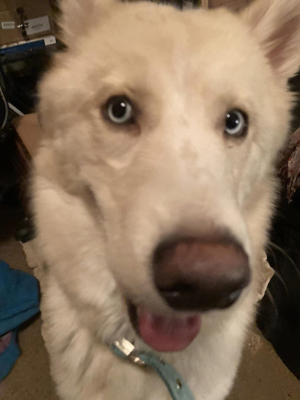 goofy-ahhh.jpg