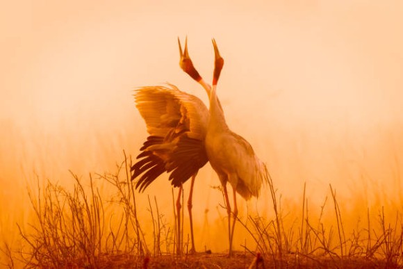 Animal-16.jpg