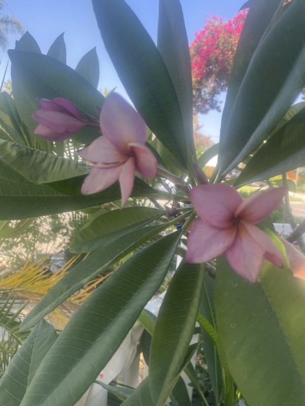 C978AD11-FB6D-4023-BBC6-9778F90A77EB_1_105_c