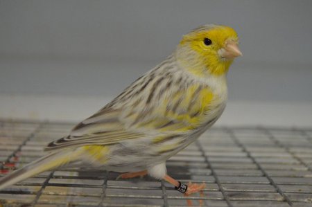 صورة