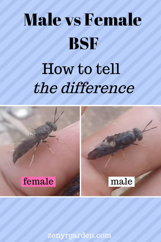 male-female-bsf-comparison-pin.jpg