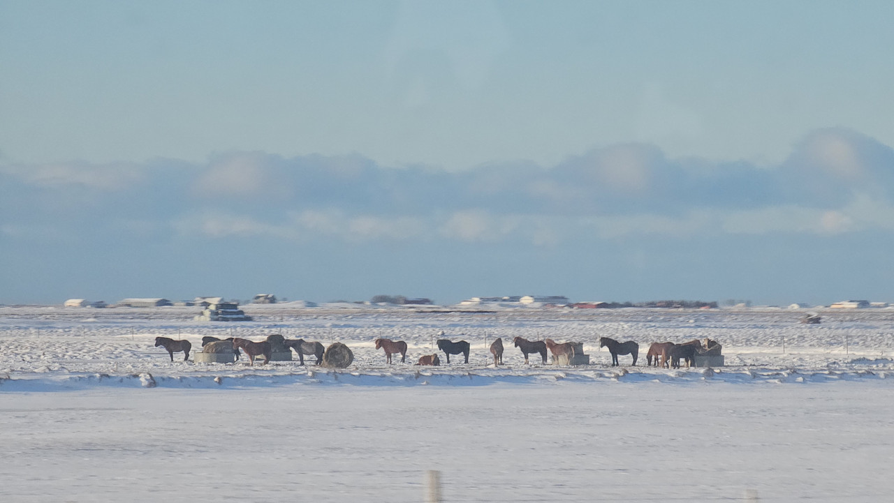 冰島馬