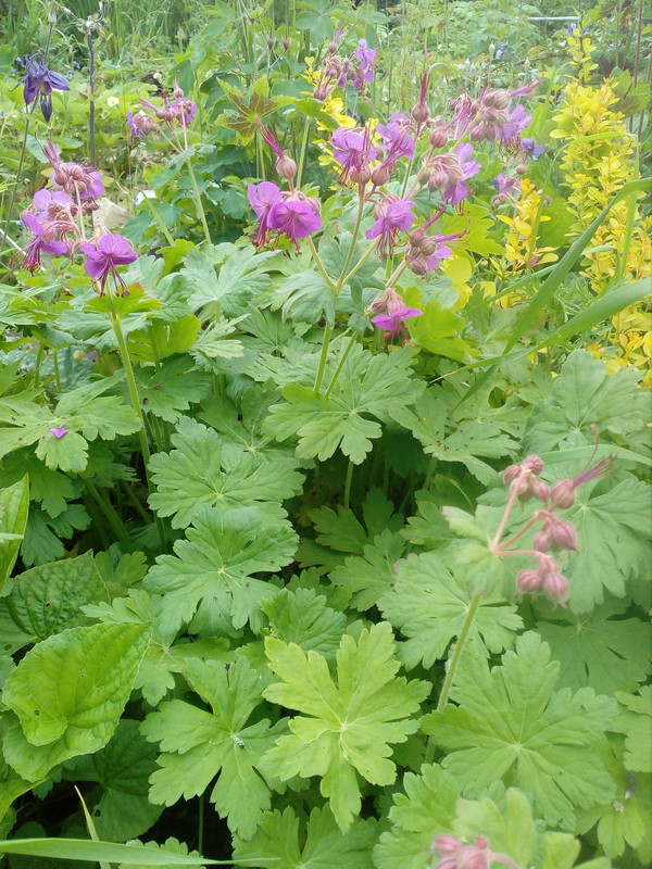 Герань крупнокорневищная Bevan’s Variety