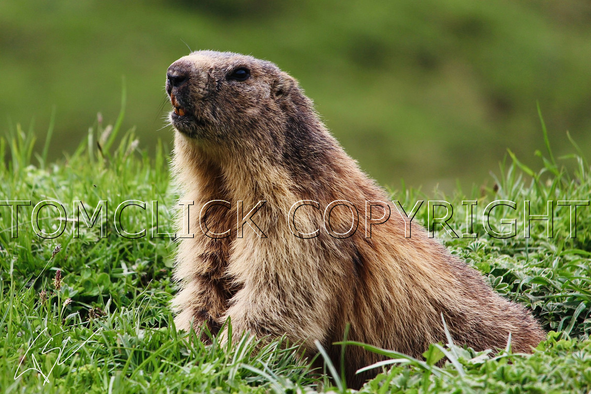 Marmotte
