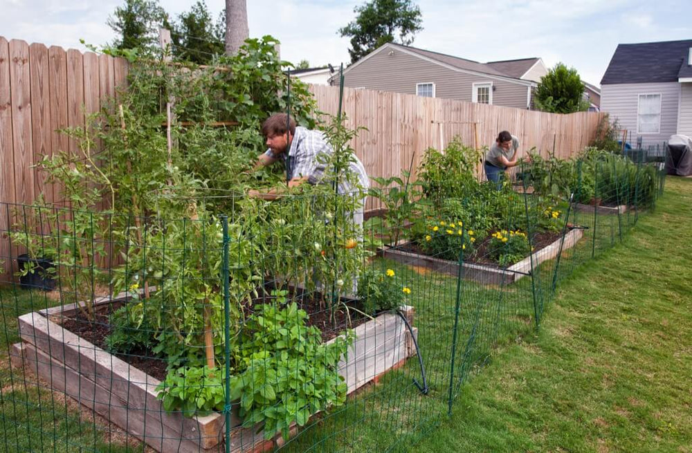 Vegetable Garden Ideas