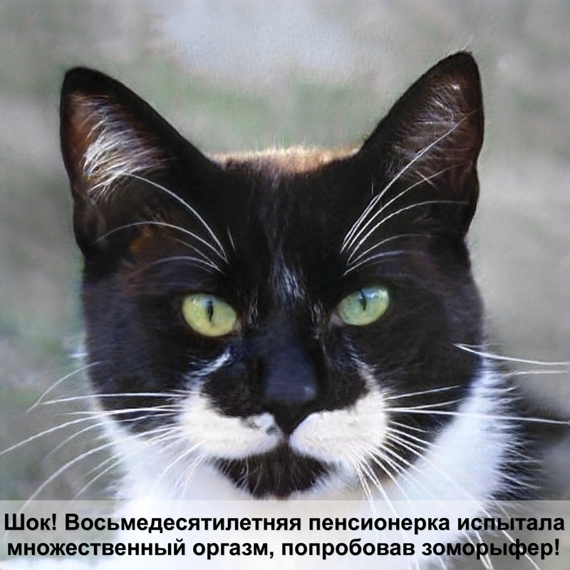 сиамская кошка пушистая