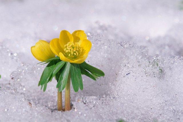 [Image: winter-aconite-in-snow-high-res-stock-ph...785940.jpg]