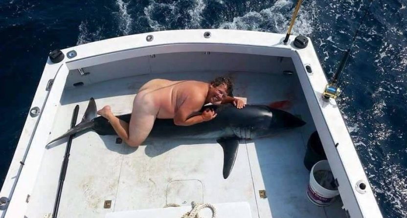 shark-832x447