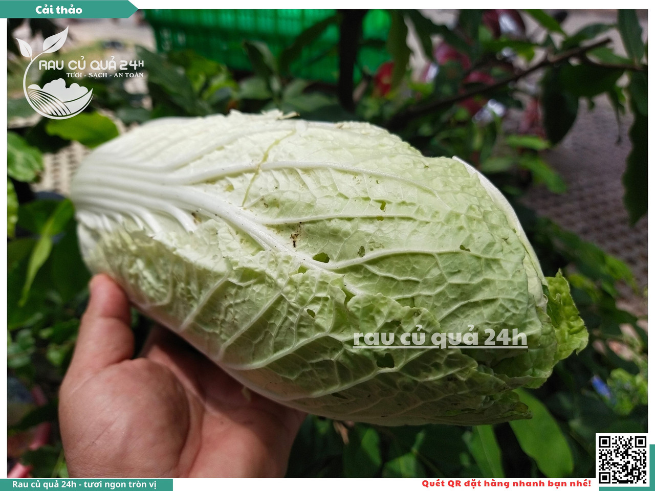 Cải Thảo 5