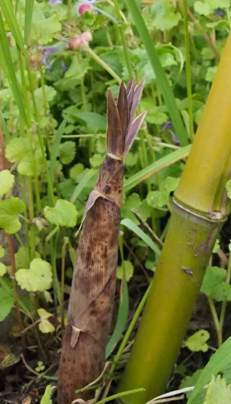 tour de jardin_190523_192347 (2)