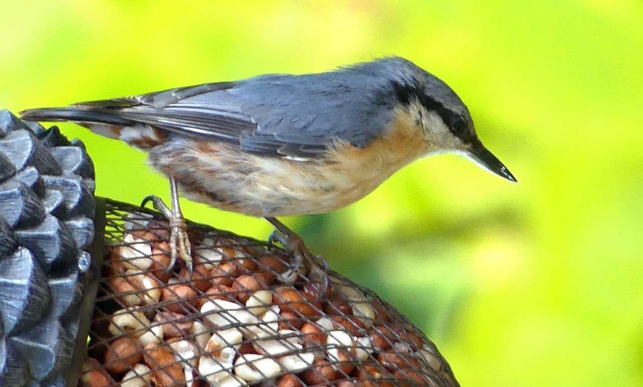 NUTHATCH 7