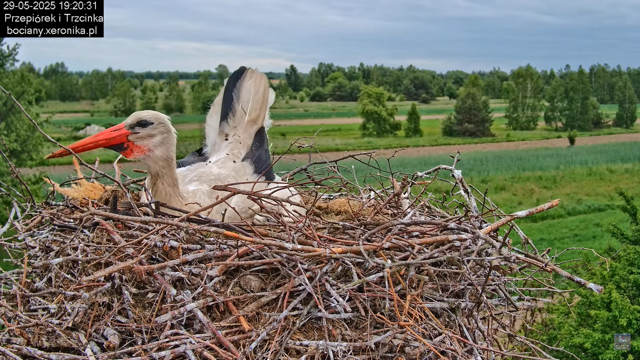 29052025bociany31