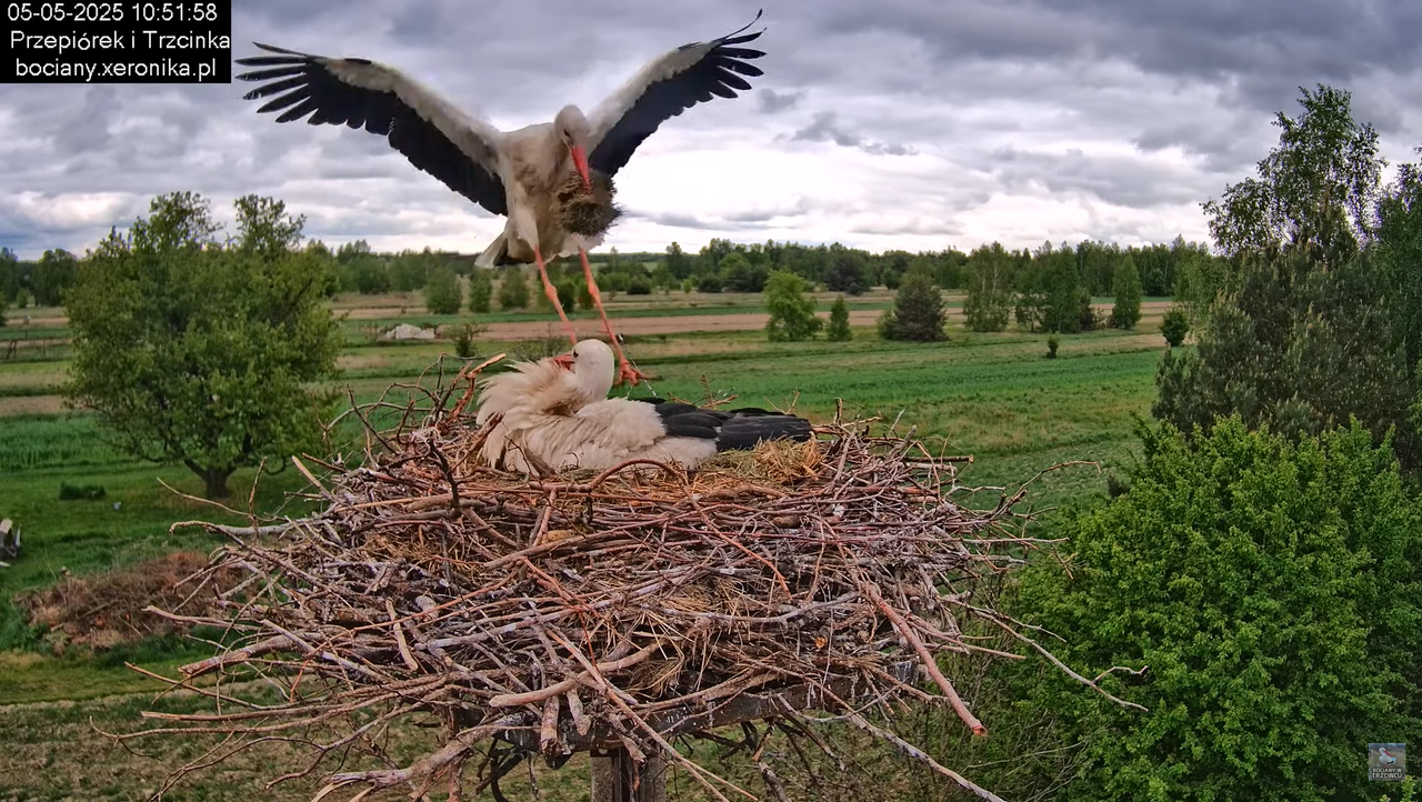 05052025bociany13