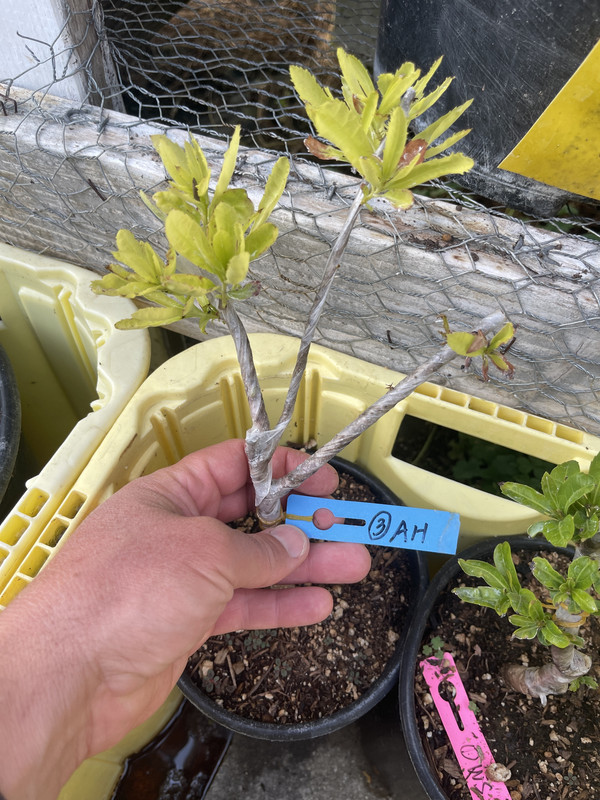 E6FC806B-D032-4553-9E0F-6694A35A63A6