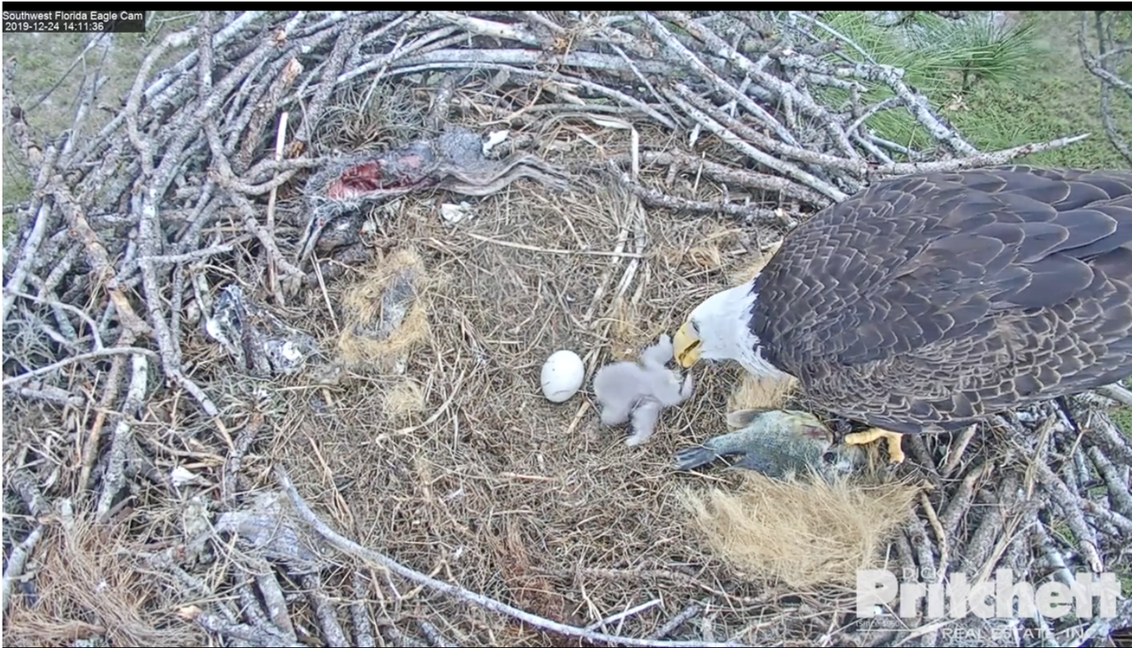 Zuid-West Florida 20191224-03 om 20.15.25