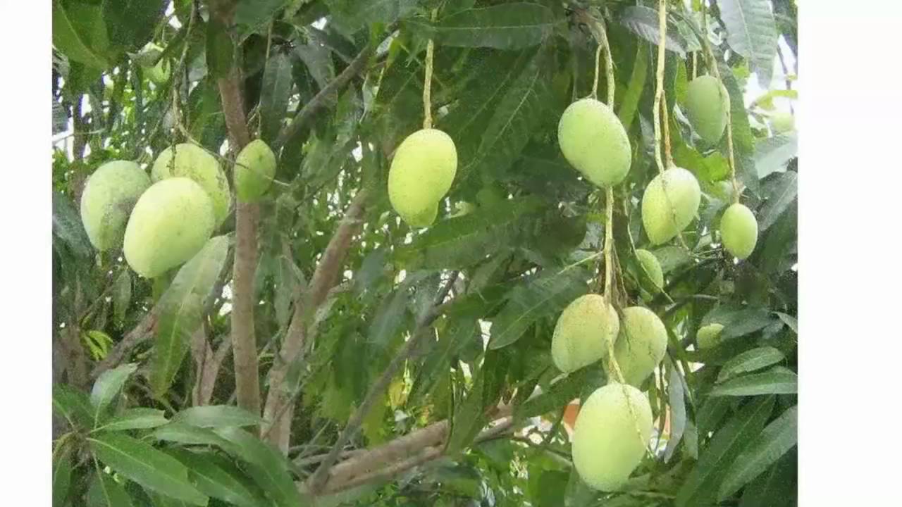 Экспорт манго из России возможности и перспективы