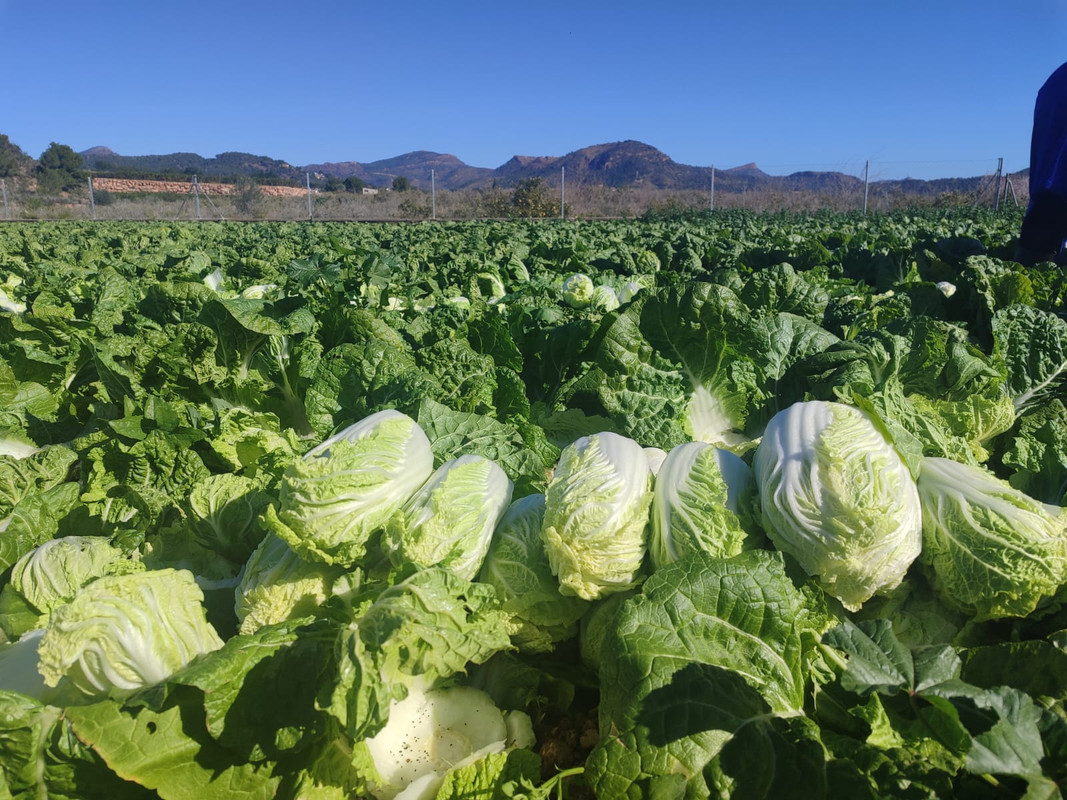 Paisaje agrícola