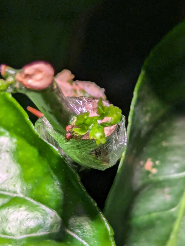 PXL_20250424_021035103