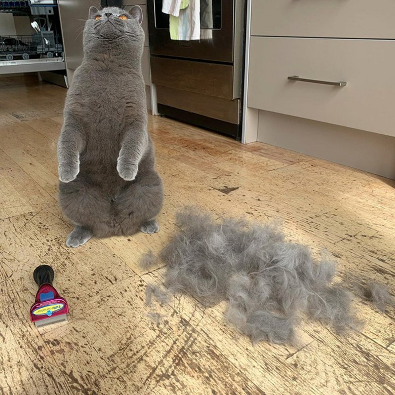 furminator cat