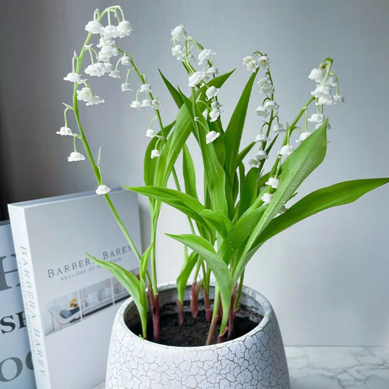 Lily of the Valley Seeds Garden Plant Seeds Flower Seeds