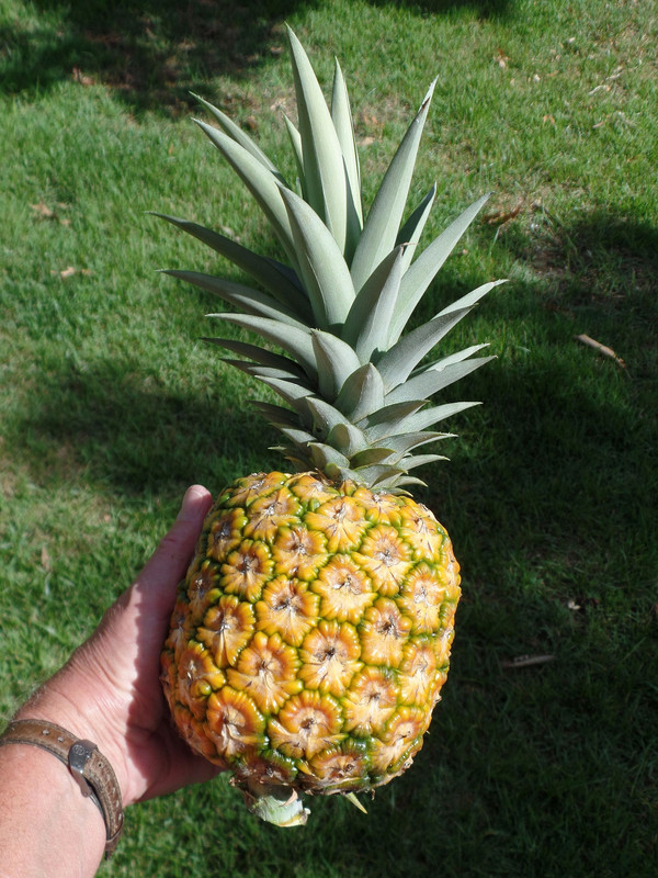 Pineapple#2July30