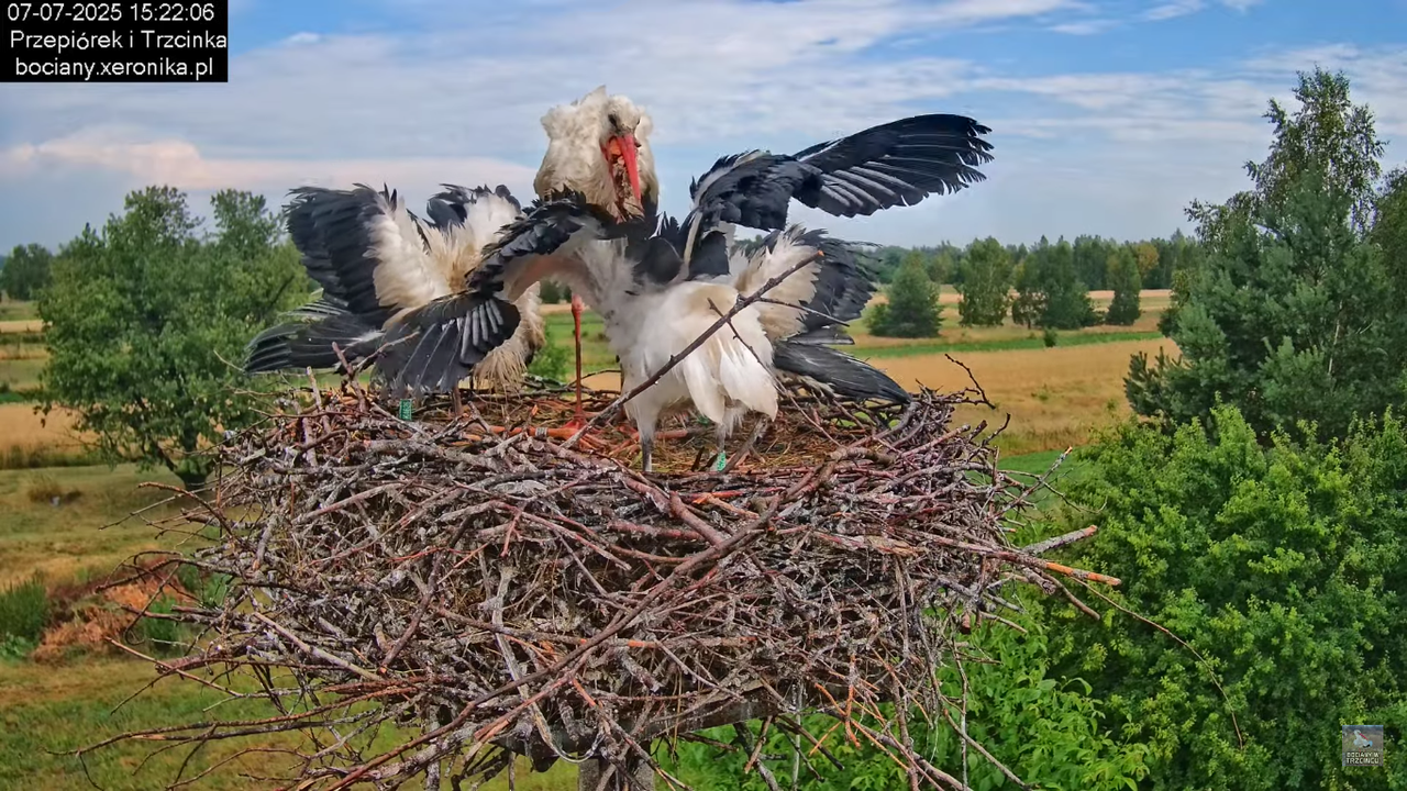 07072025bociany47