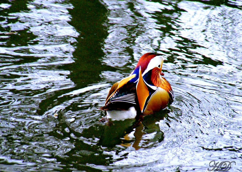 animals-Manderin-duck-river-HD.jpg