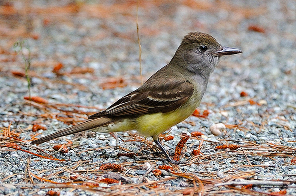 Great Crested Flycatcher Bird