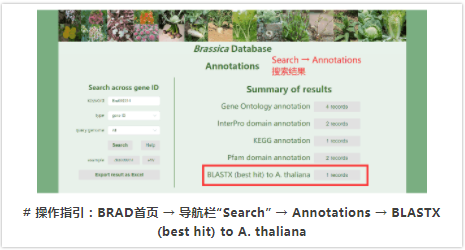 BRAD：十字花科植物基因组资源综合数据库-6.png