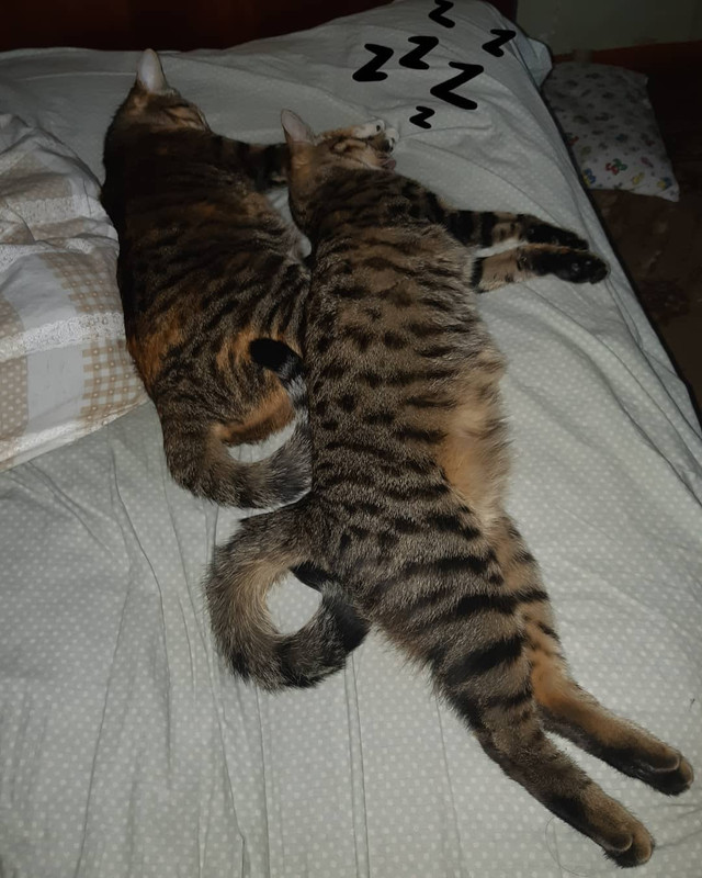 47586318_1061855997319406_6056594287617094259_n