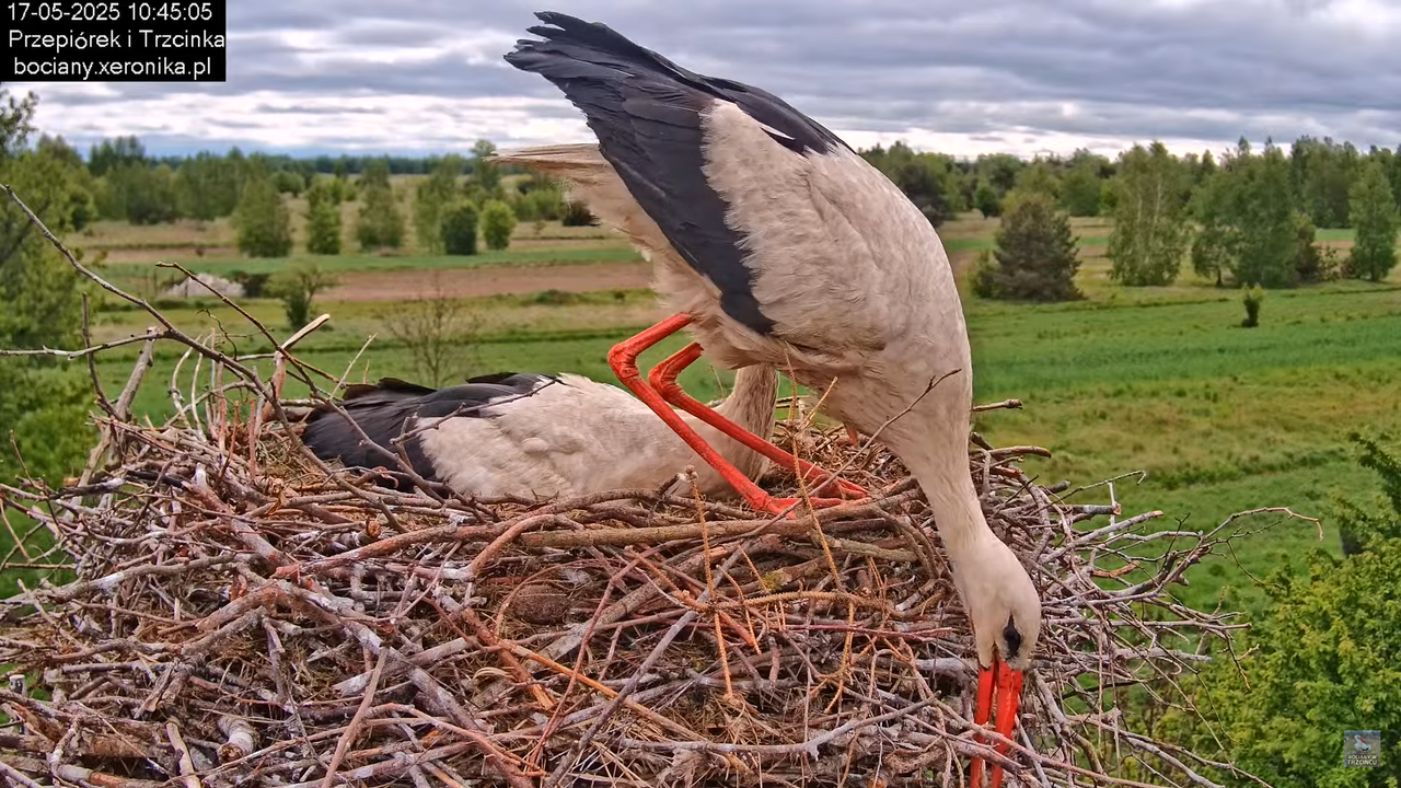 17052025bociany18