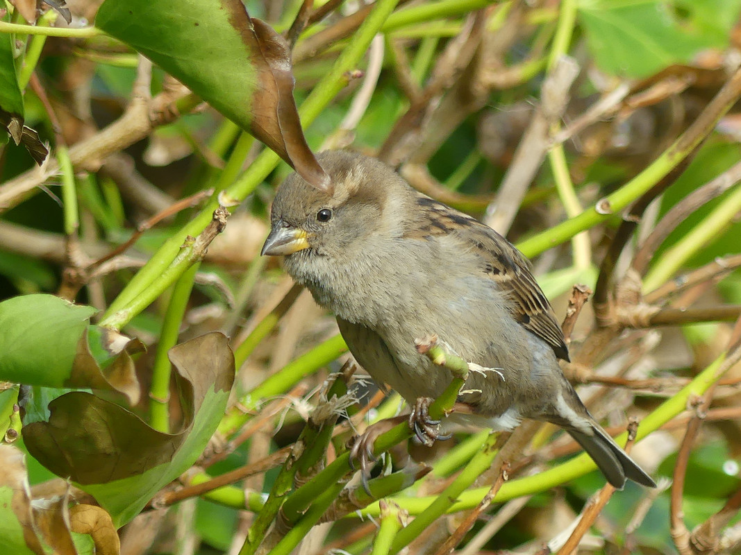 SPARROW 6