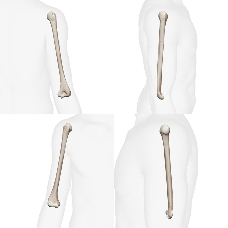 Articulations du Pied