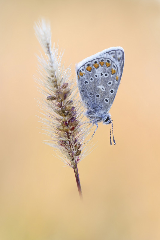 2024-09-21 09-16-33 (A,R7,S5)-2