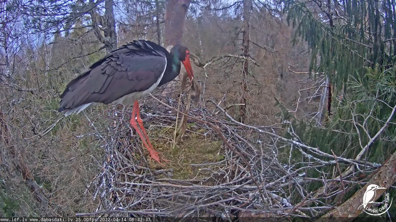 Melnais stārķis (Ciconia nigra) Siguldas novadā - LDF tiešraide 12-8-32 screenshot
