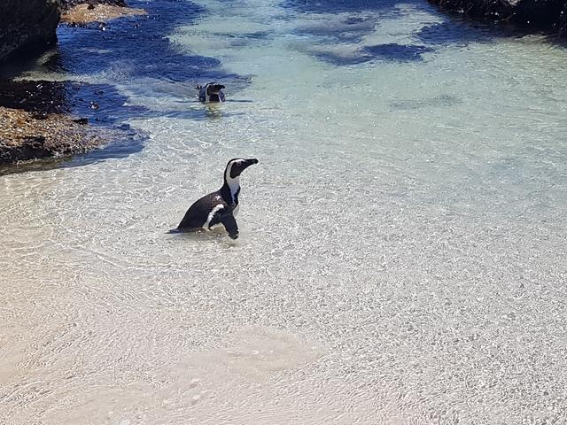 DÍA 5: CAPE TOWN - Sudáfrica y Seychelles 2018 - Una Honeymoon llena de vida (14)