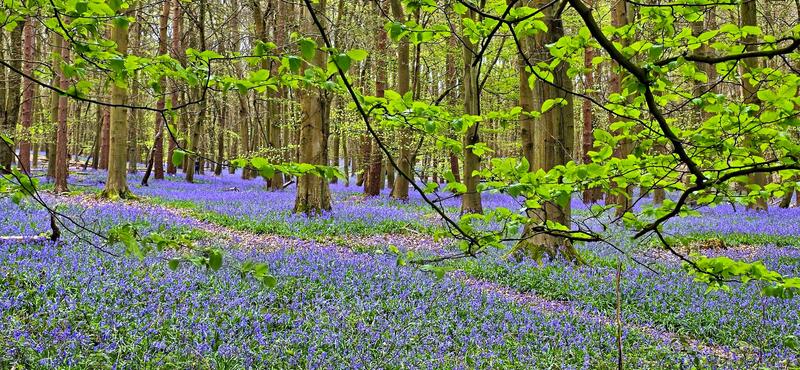 Woods-Blubells.jpg