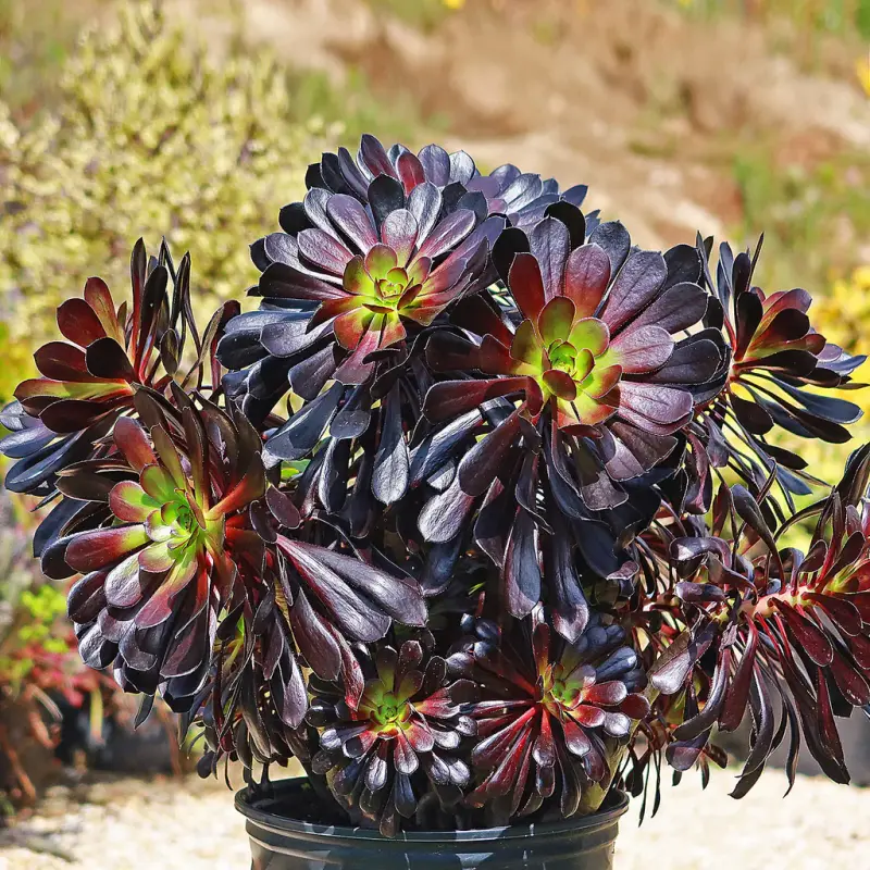 Black Rose Plant