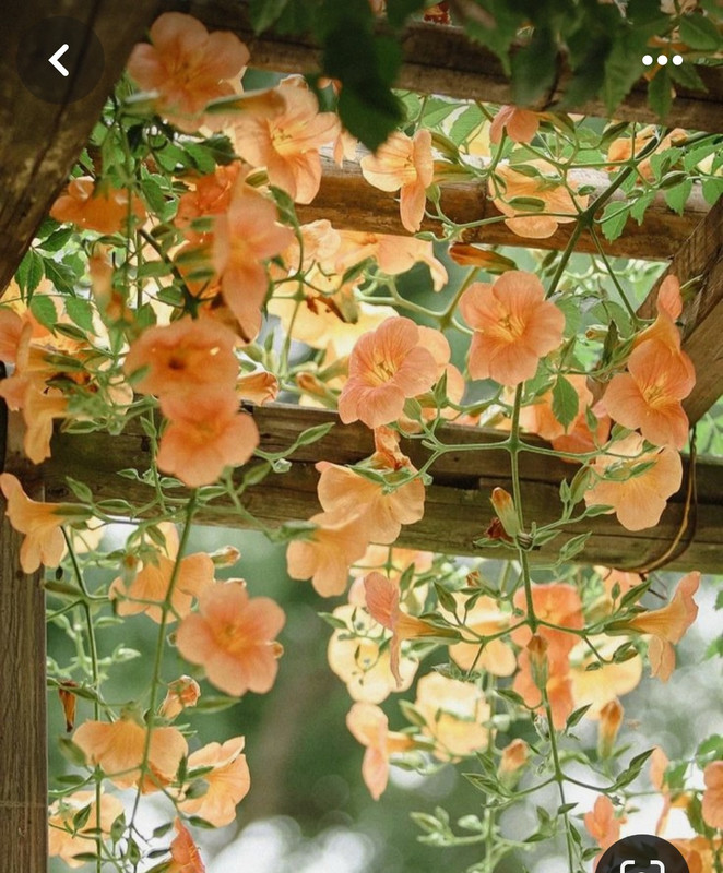 Screenshot_20240331_155303_Pinterest