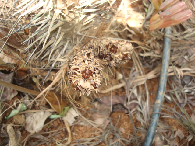 DSC07087