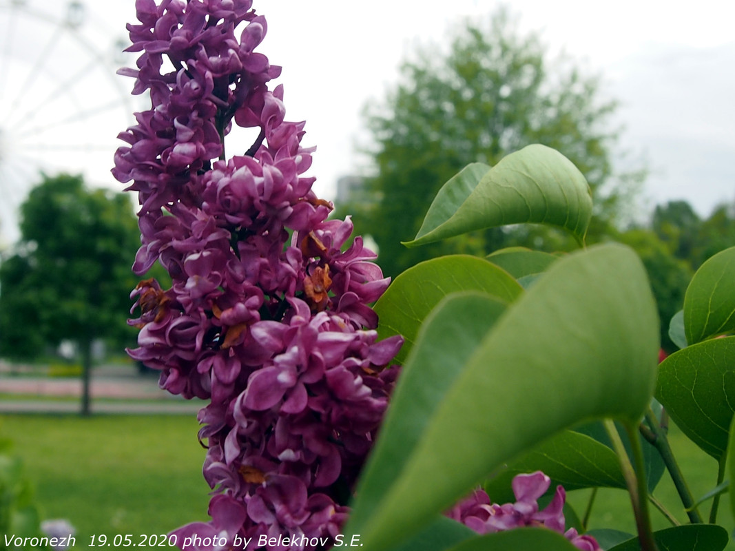 Воронеж, весна, макро, цветы Воронеж, весна, макро, цветы
