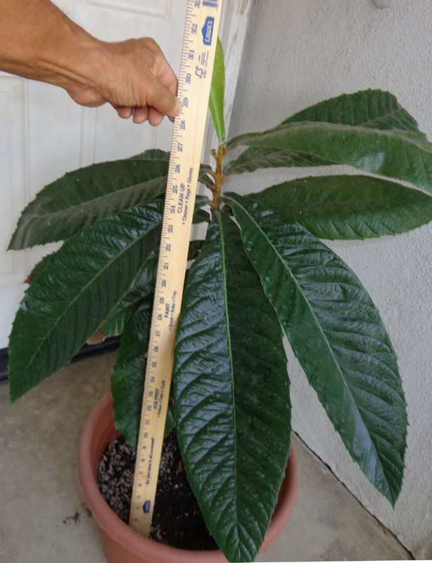 Seedling-Large-Leaf1