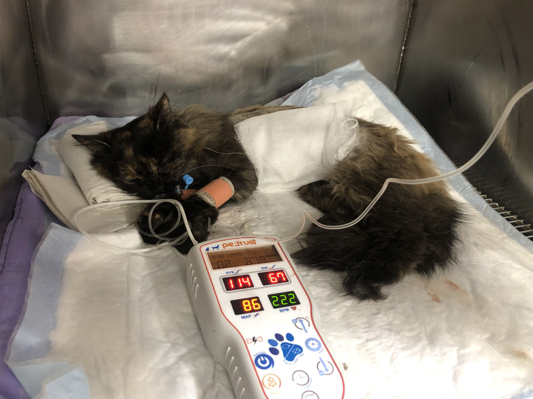 19DC43BD-45BF-4541-ABA6-4DEBE9C09C5C