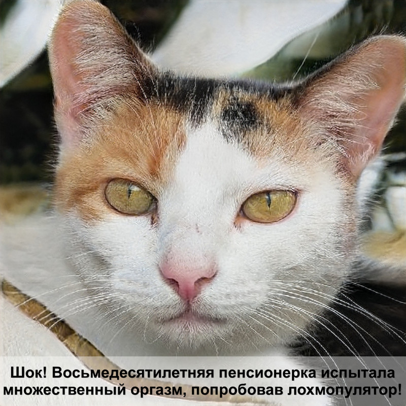 черная кошка в доме