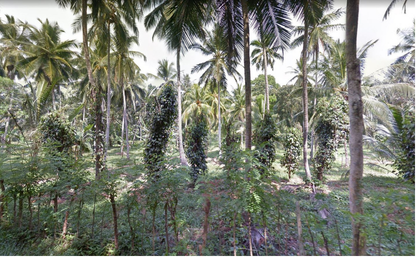Welikarai Estate coconut plantation in Alawwa, Sri Lanka