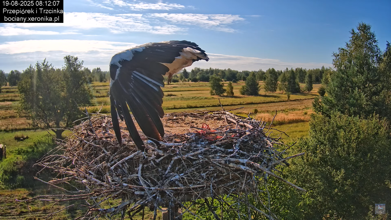 19082025bociany7