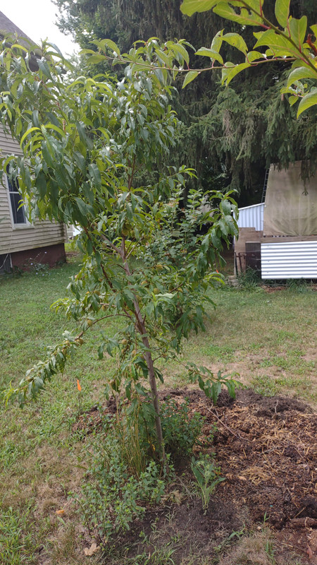 IMG_20250731_112300391