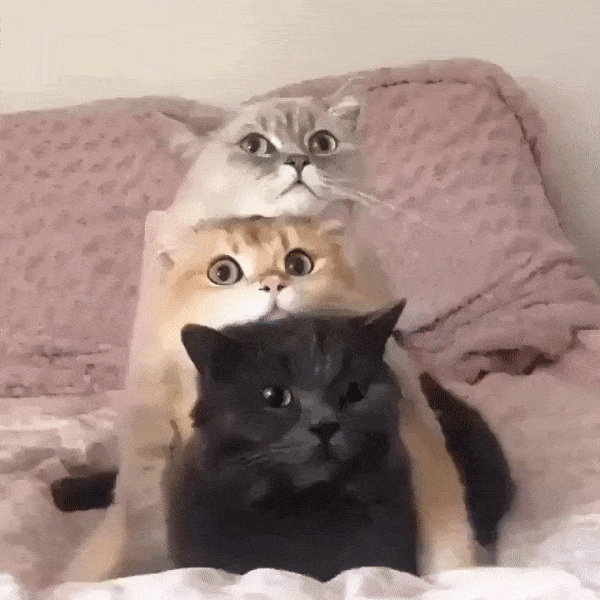 Triple-Cate-Dare-1a.gif